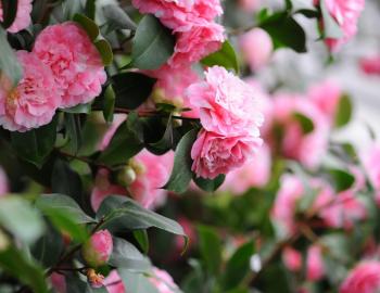 pink camellias in a garden