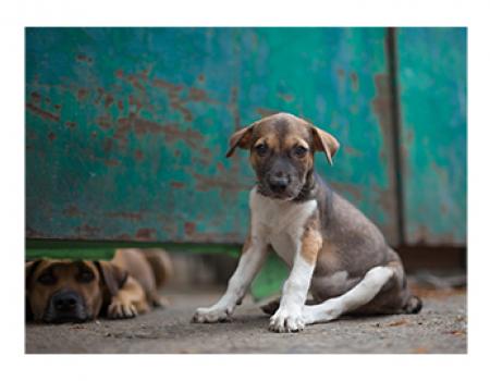 two puppies next to a rusted green door. one is lying behind the door looking through the bottom.